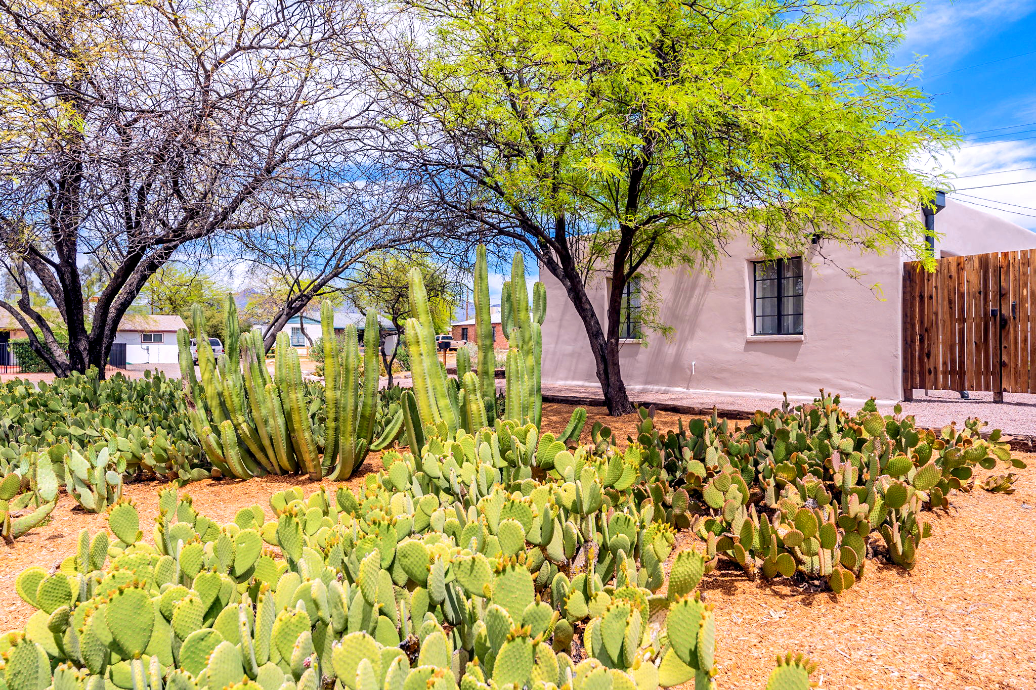 6-Cacti-near_10-web-or-mls-Seneca-10